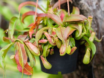 Nepenthes Pitcher Plant With Red Leaves