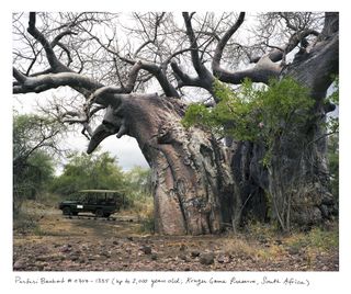 2,000 year old Pafuri Baobab