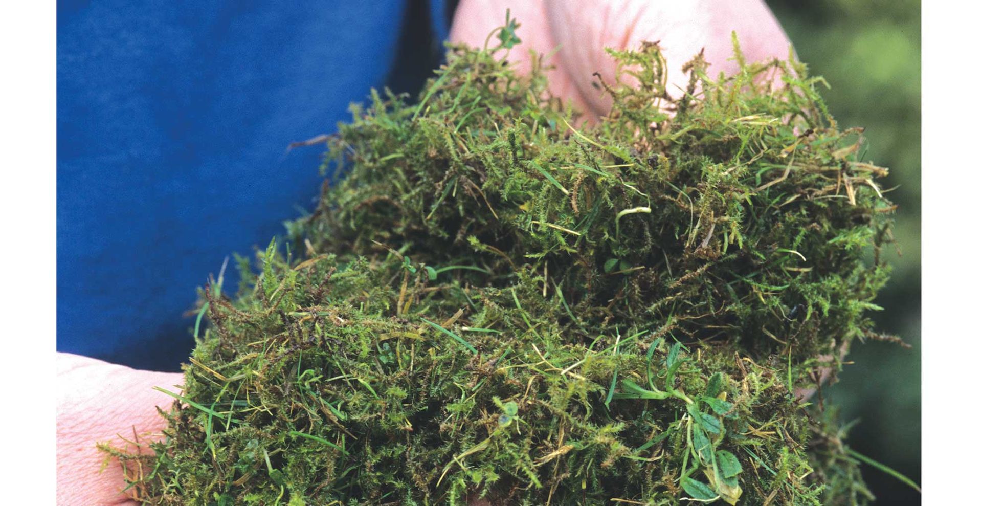 person holding moss in their hands