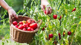 Harvesting home-grown tomatoes off the vine, into a basket