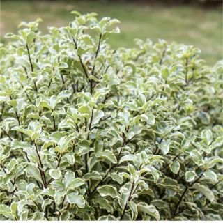 Pittosporum tenuifolium 'Wrinkled Blue' plant