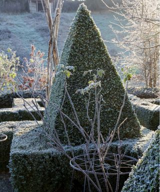 Frosty topiary