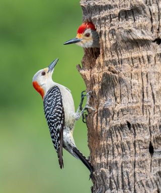 Red-bellied woodpeckers in tree