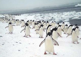Life at the South Pole