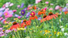 July gardening jobs – colourful flowers