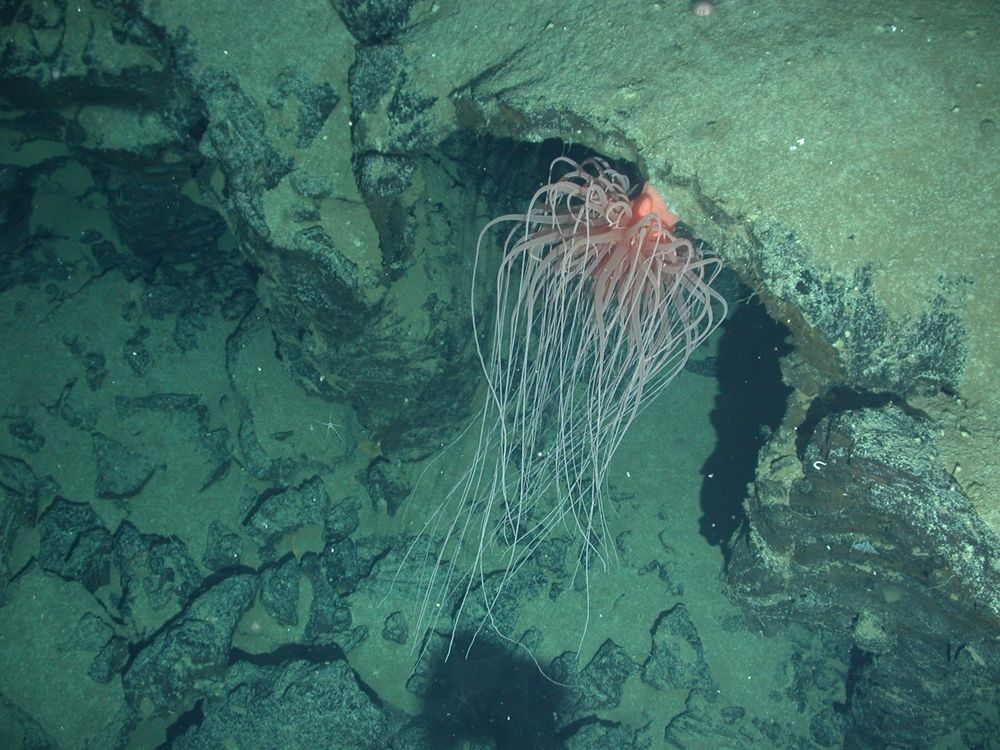 The newly named Relicanthidae sea creature, which lives near hydrothermal vents, was previously thought to be a giant sea anemone (order Actiniaria). New research places this animal in a new order.