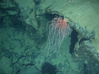 The newly named Relicanthidae sea creature, which lives near hydrothermal vents, was previously thought to be a giant sea anemone (order Actiniaria). New research places this animal in a new order.