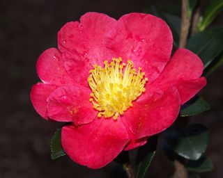 'Yuletide' camellia