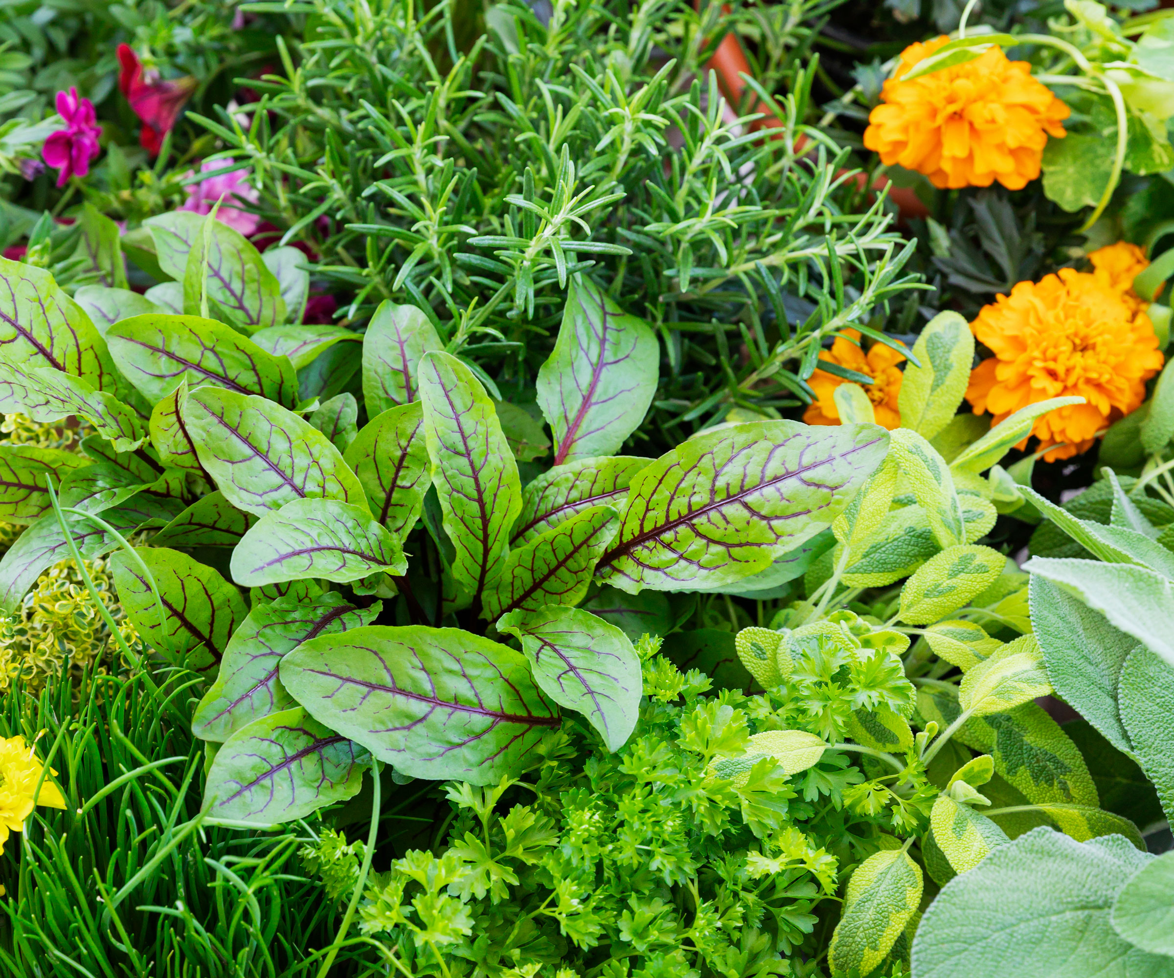 red veined sorrel plant in garden border