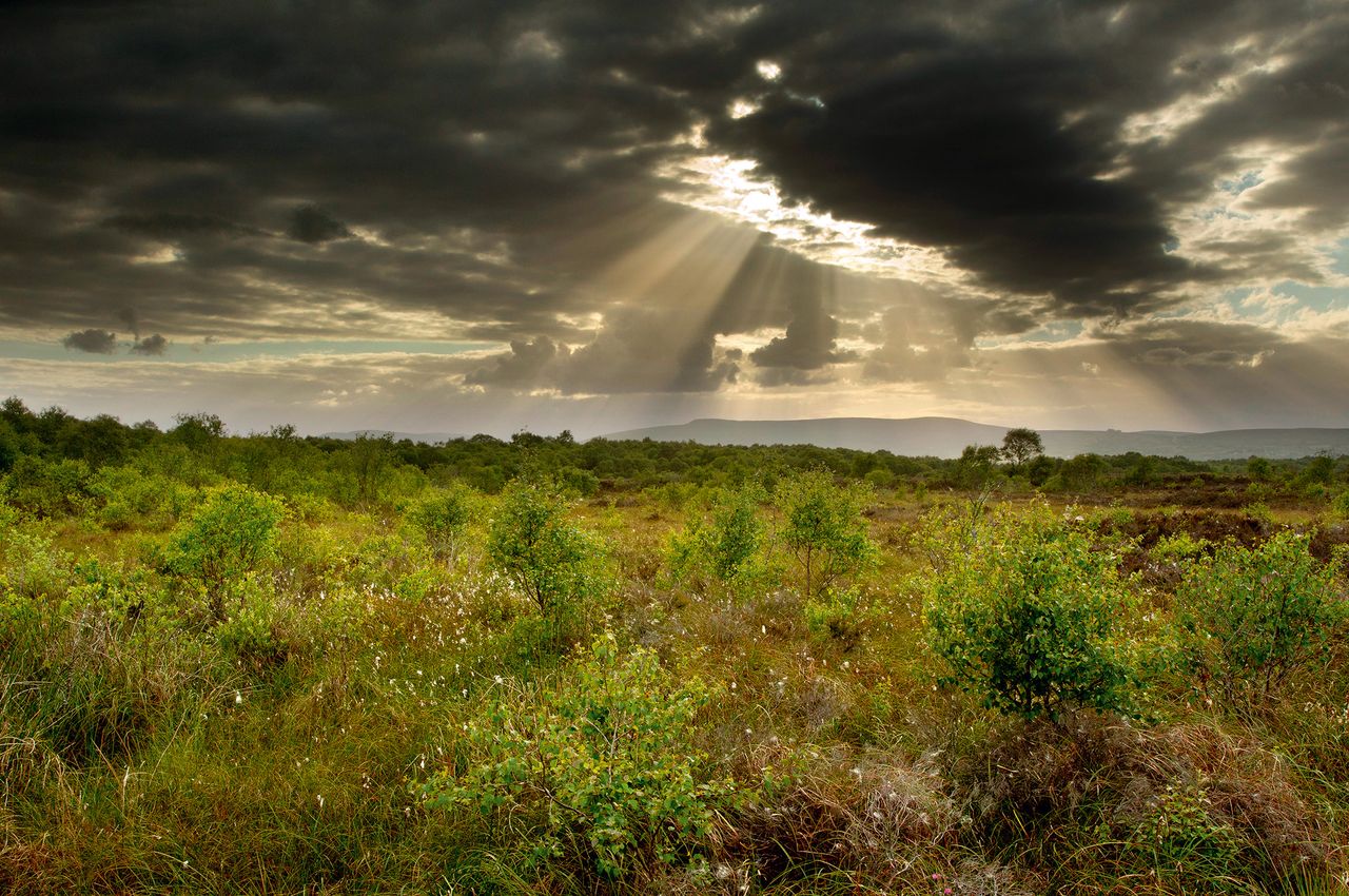 Ballynahone Bog, County Antrim, Northern Ireland.