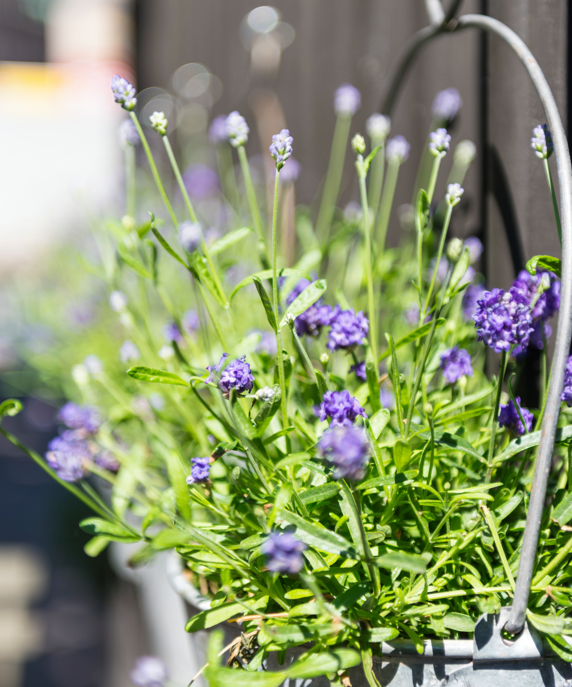 Lavender growing in hanging basket made from bucket