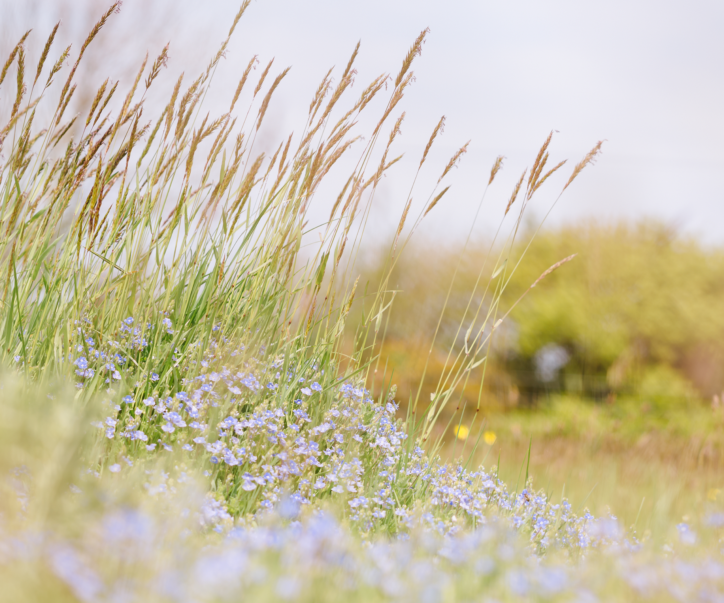 Tall grasses with little blue flowers