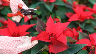 A poinsettia being pruned by a pair of bypass pruning shears amongst other poinsettias