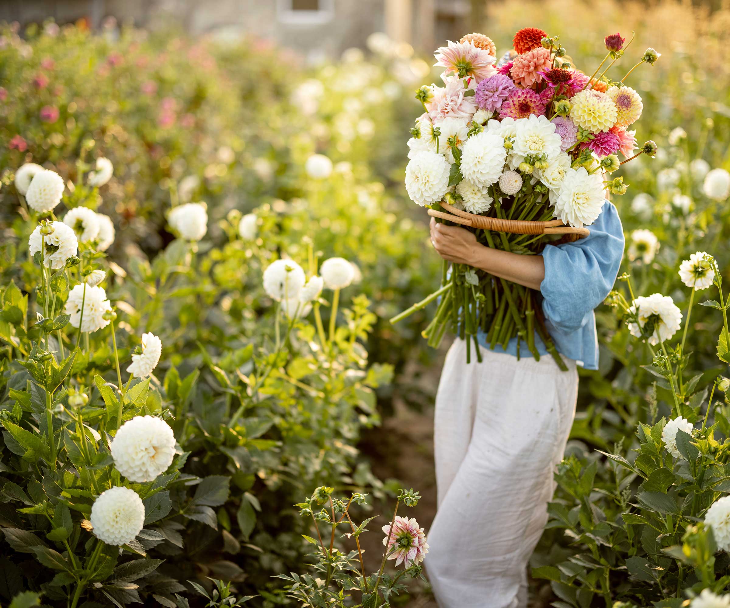 person holding bunch of colorful dahlias in a field
