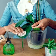 Grower cleans orchid leaves with cotton pad
