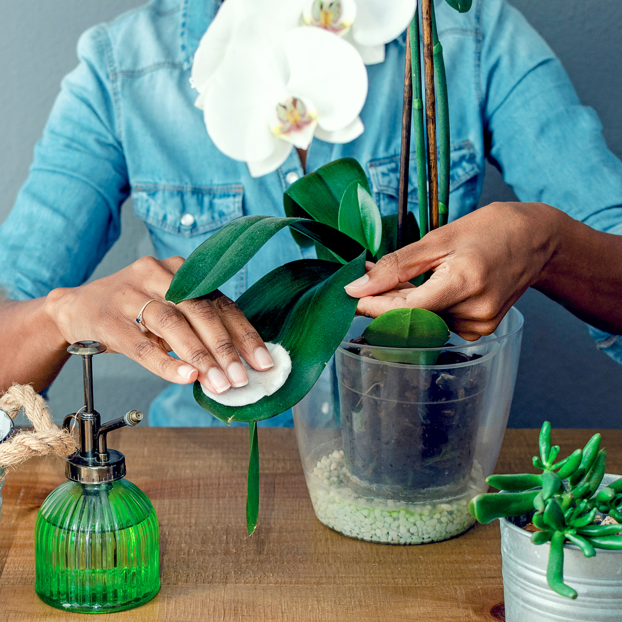 Grower cleans orchid leaves with cotton pad
