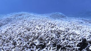 In "bleached" reefs, the corals' white skeletons are visible under their transparent flesh.