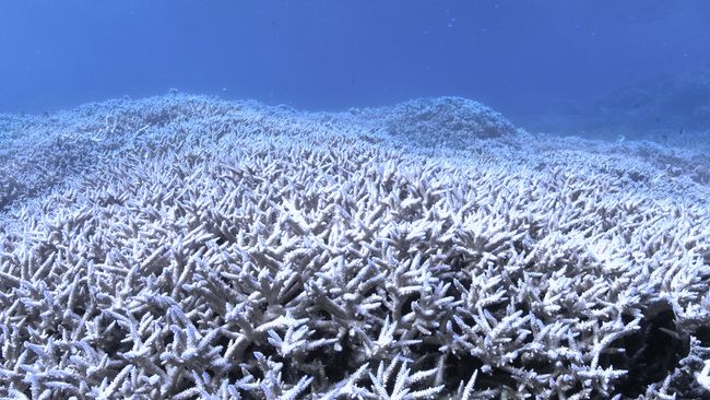 What Is Coral Bleaching? | Live Science