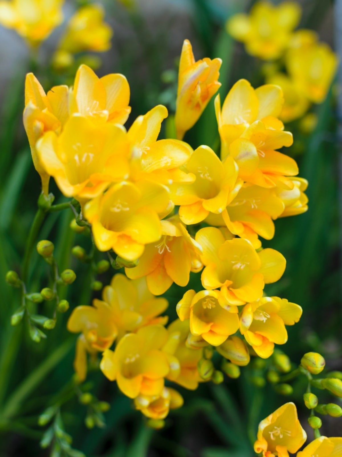 Yellow Freesia Corm Plants