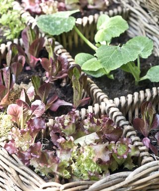 Lettuces growing in basket style planter