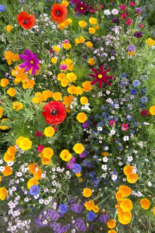 colourful flowerbed with bee friendly flowers