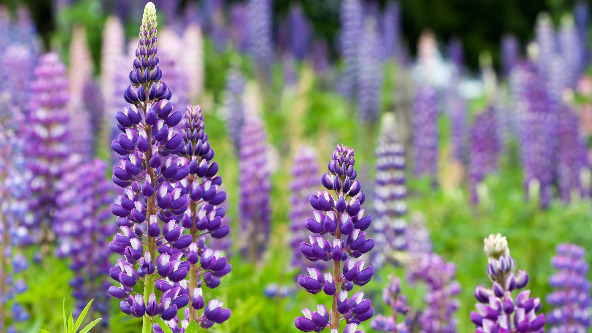 Wild lupines, aka the perennial quietly replacing delphiniums 