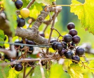 Muscadine grapes growing on a trellis