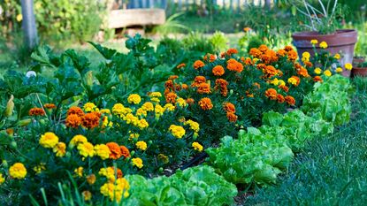 marigolds and lettuces/greens growing together in garden 
