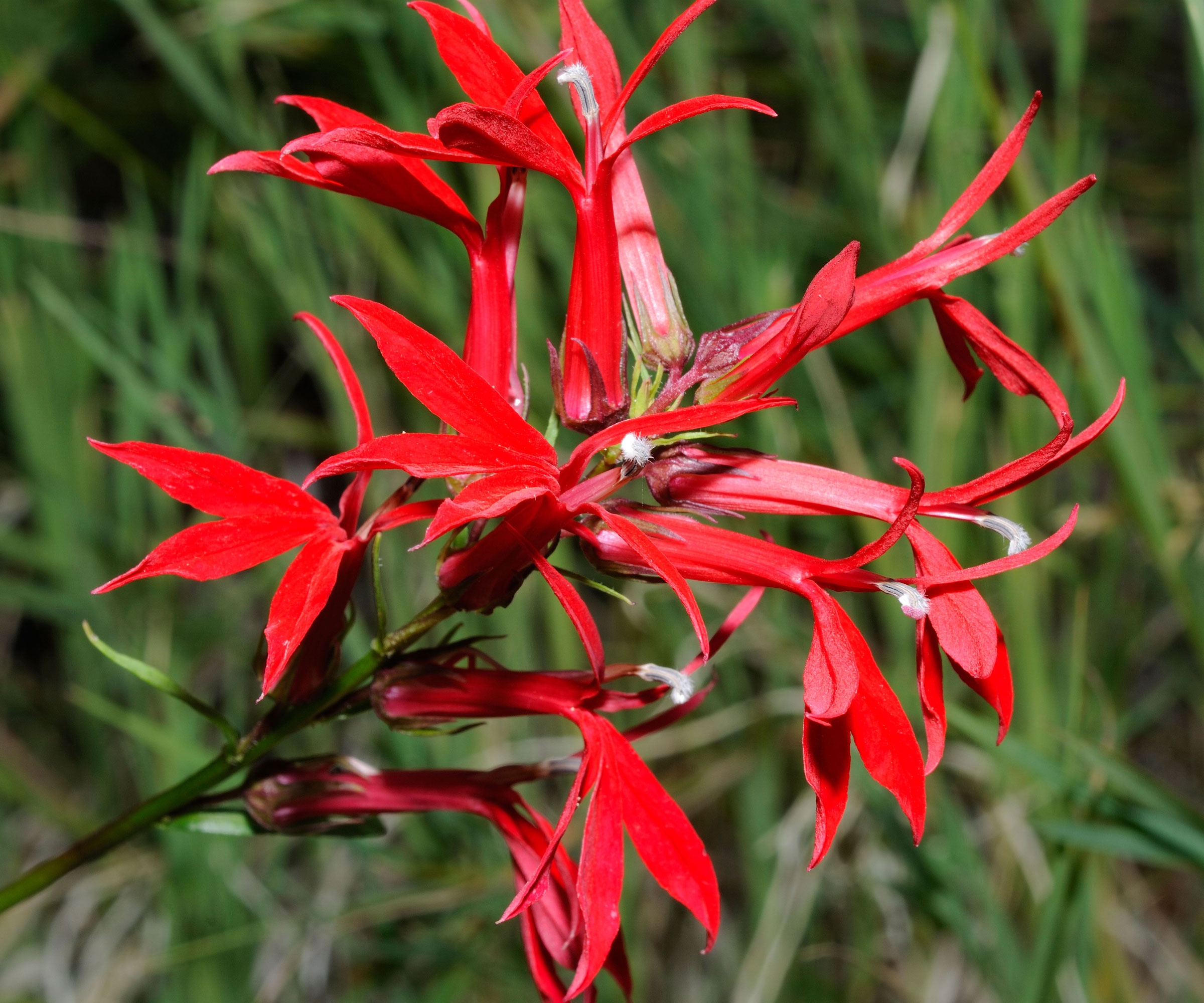 red cardinal flower and green foliage