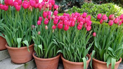 tulips in garden