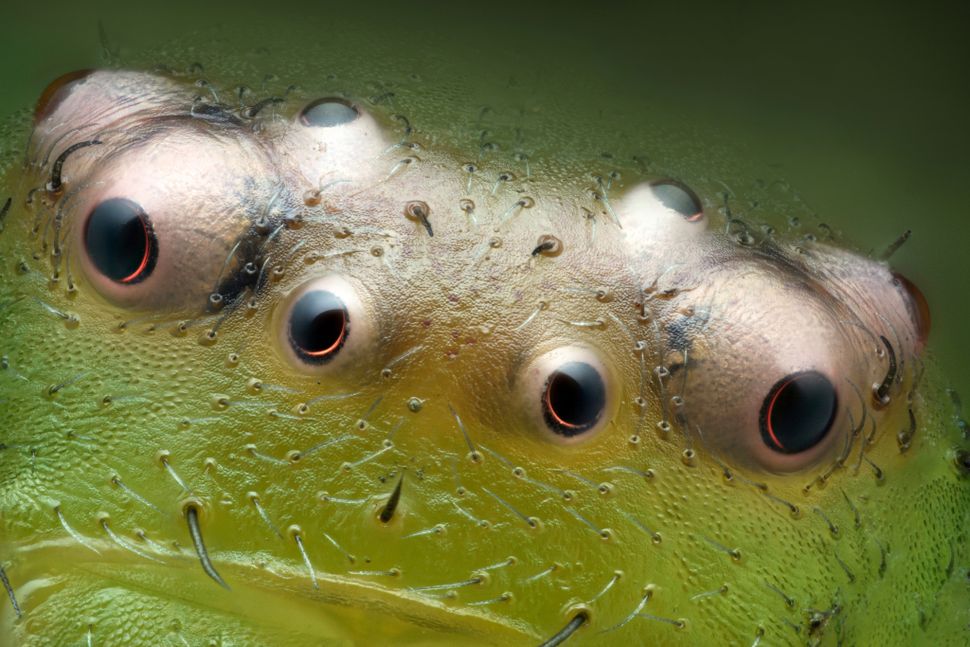 Olhos de aranha-caranguejo-verde (Diaea dorsata)