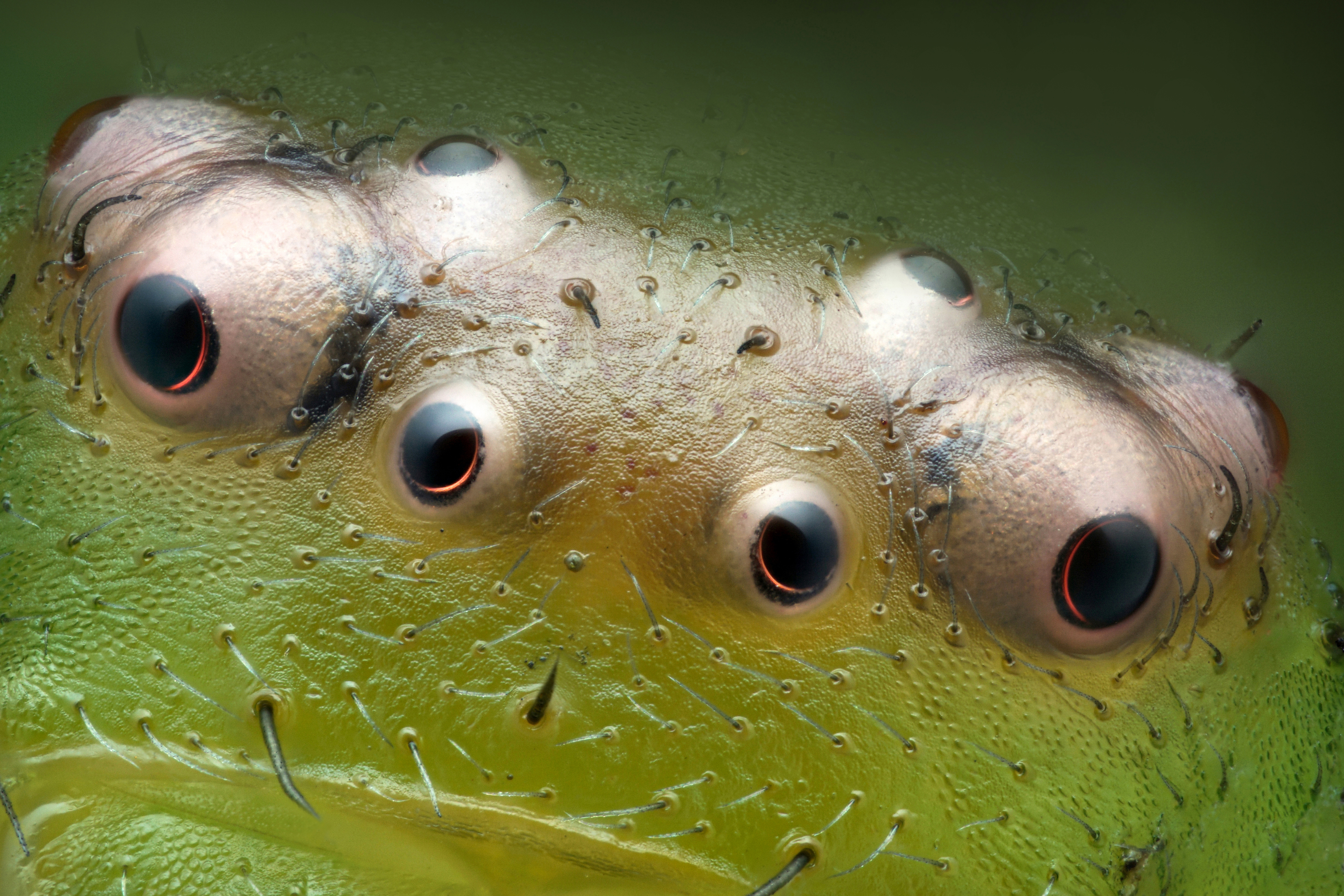 Olhos de aranha-caranguejo verde (Diaea dorsata)