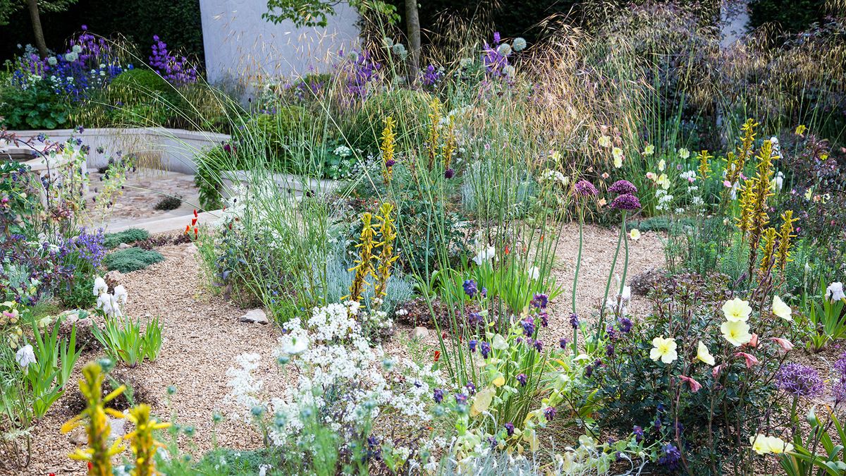 Gravel garden featuring grasses, Allium, Asphodeline and other drought resistant plants