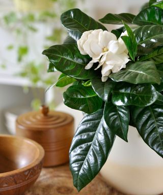 gardenia houseplant in pot