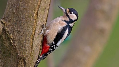 great spotted woodpecker