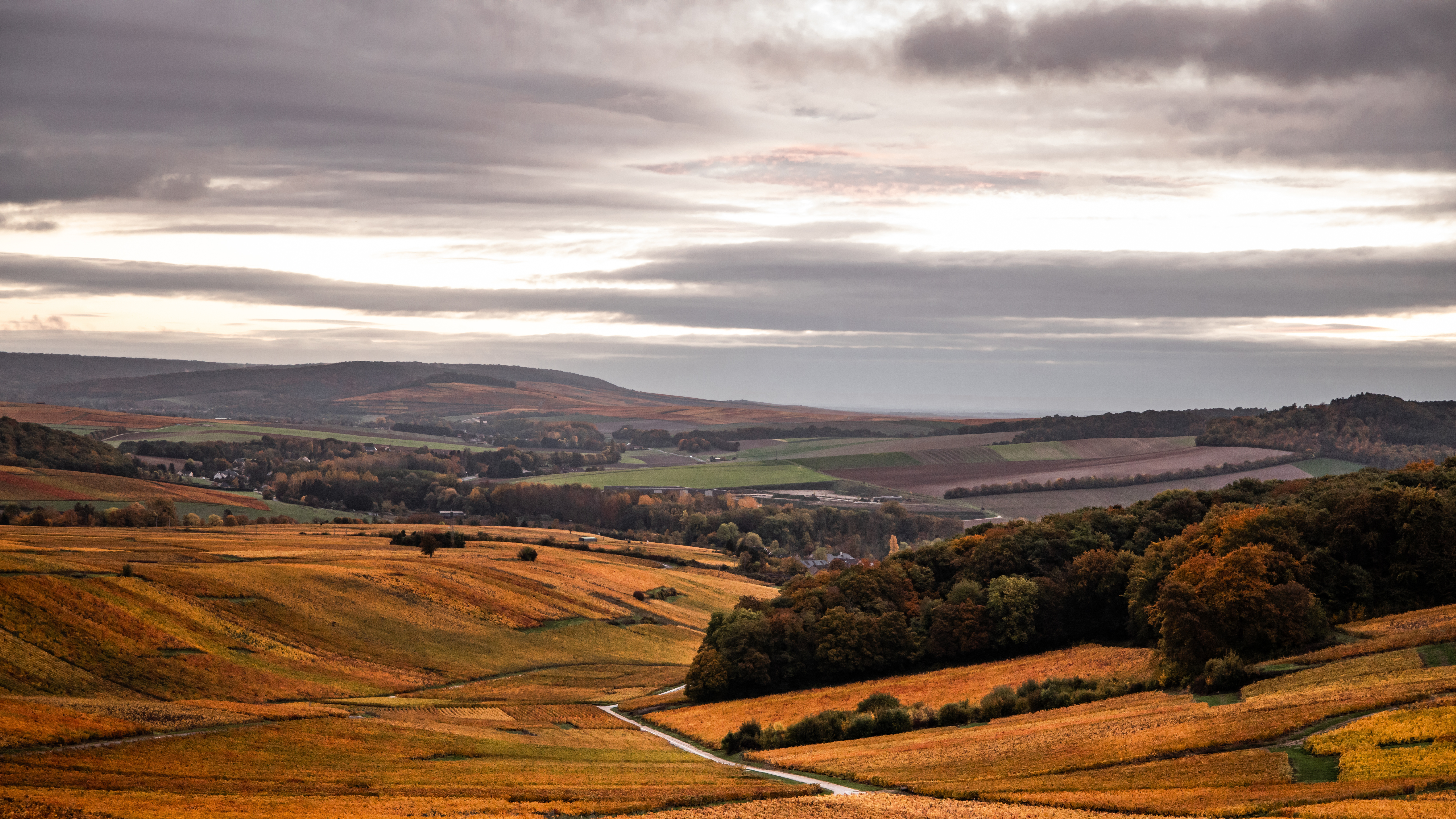 Views of the landscape in Champagne - fields of vines