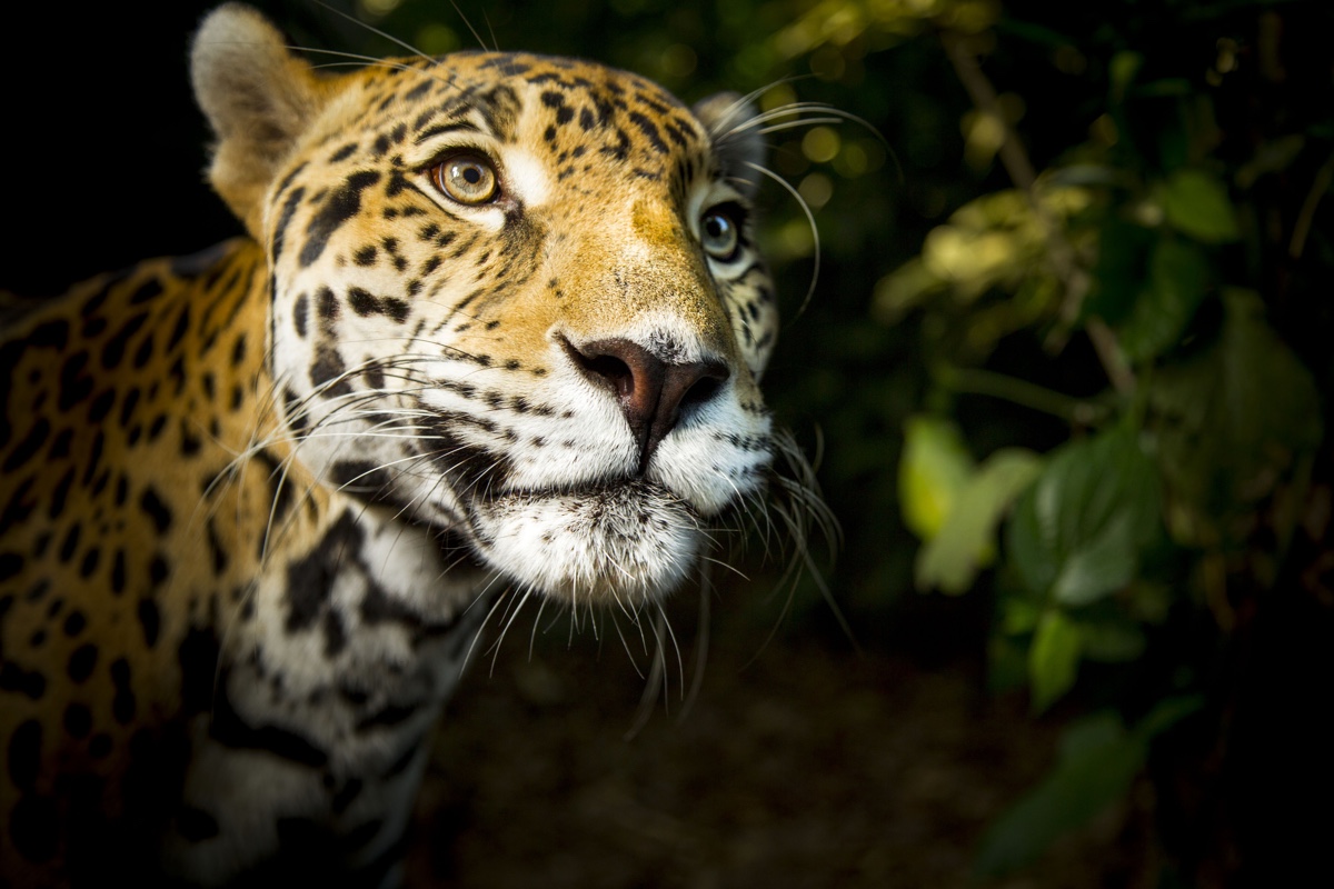 Jaguar, super cats nature pbs