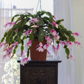 Christmas cactus in terracotta pot with pink flowers