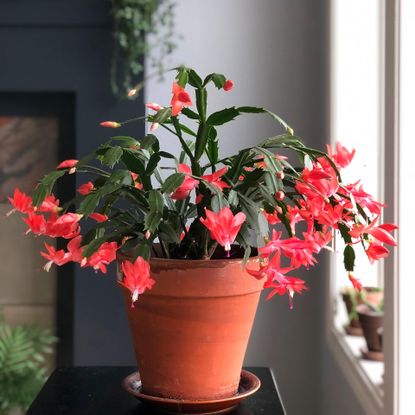 Christmas cactus care: expert advice for healthy growth | Homes & Gardens