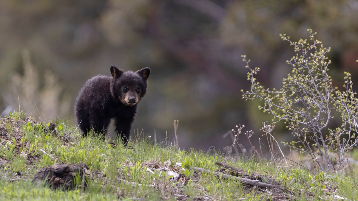 Black bear club exploring grassland