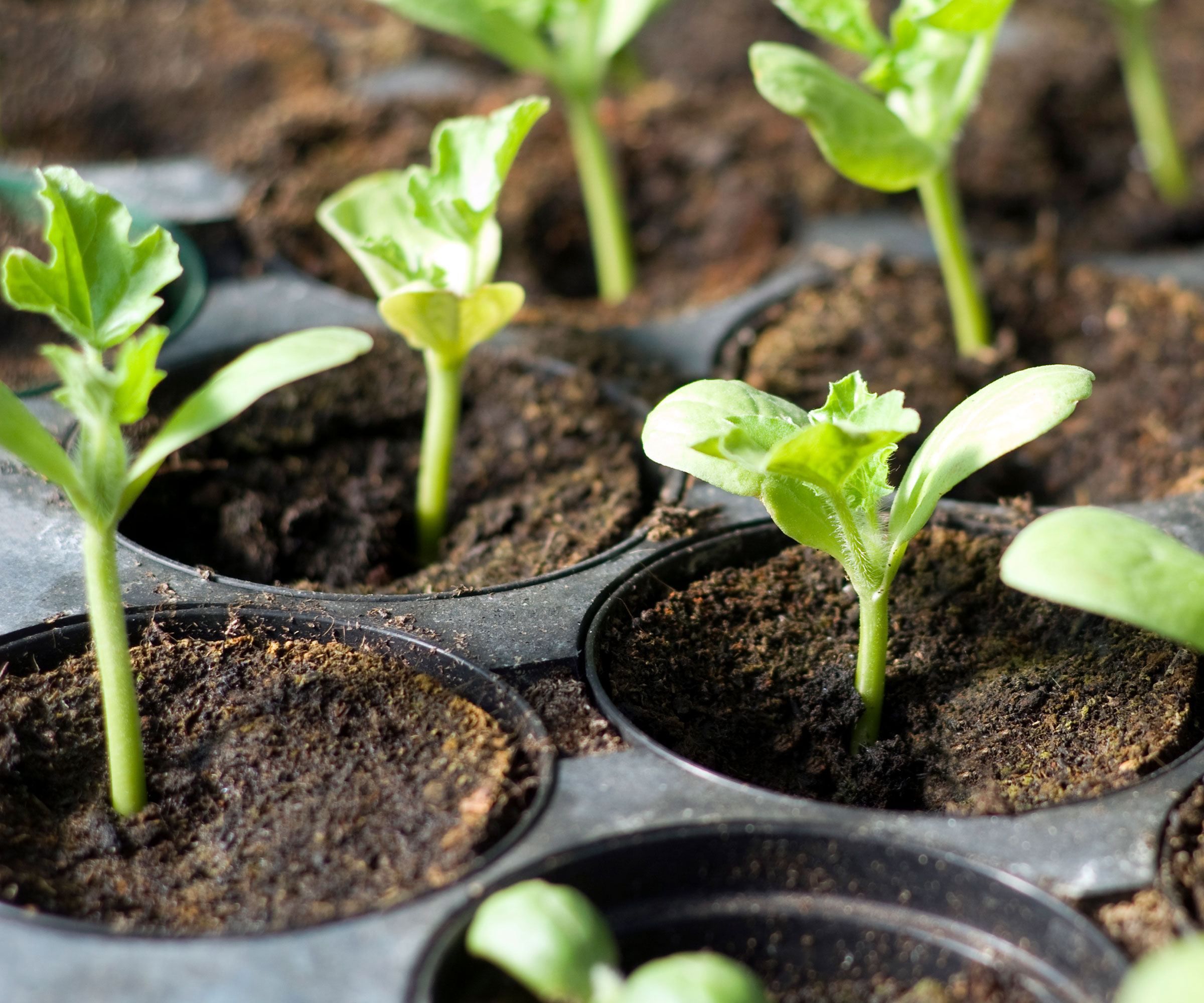vegetable seedlings growing in compost in a plastic seed tray