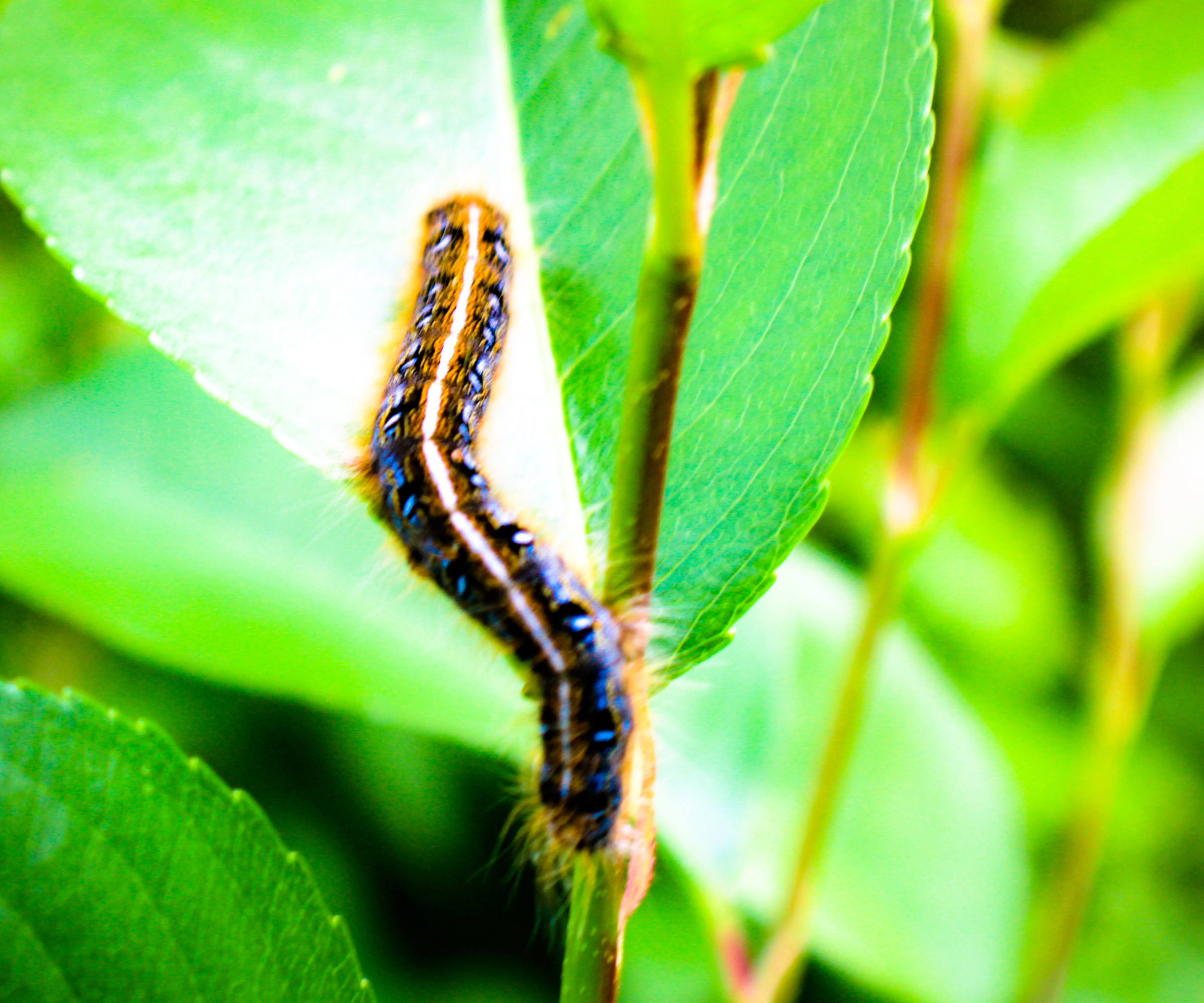 Eastern Tent Caterpillars - stock photo