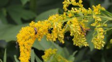 bee on yellow flower