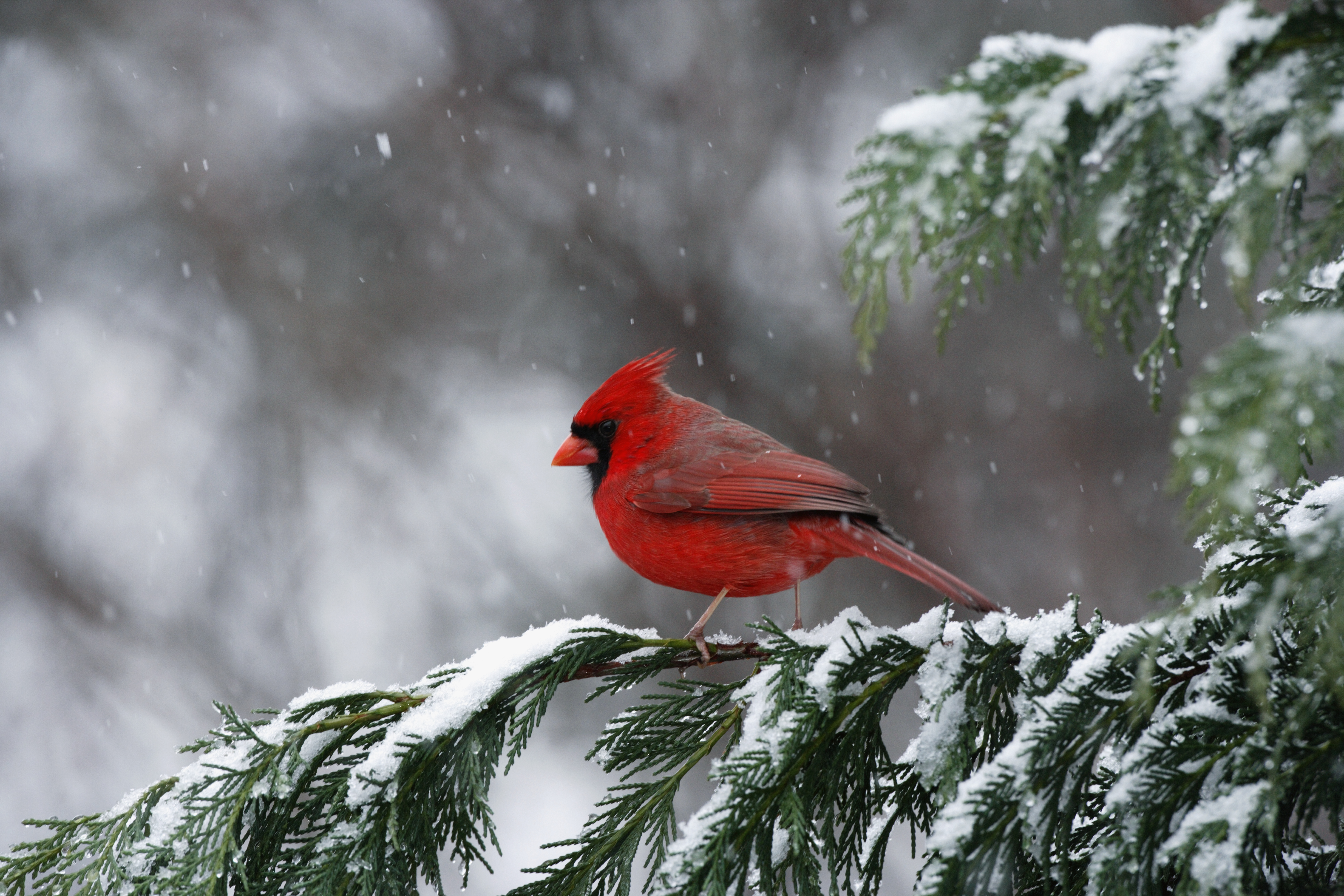A cardinal bird on a snowy tree branch