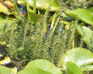 hornwort growing in a pond