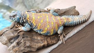 Ornate Uromastyx