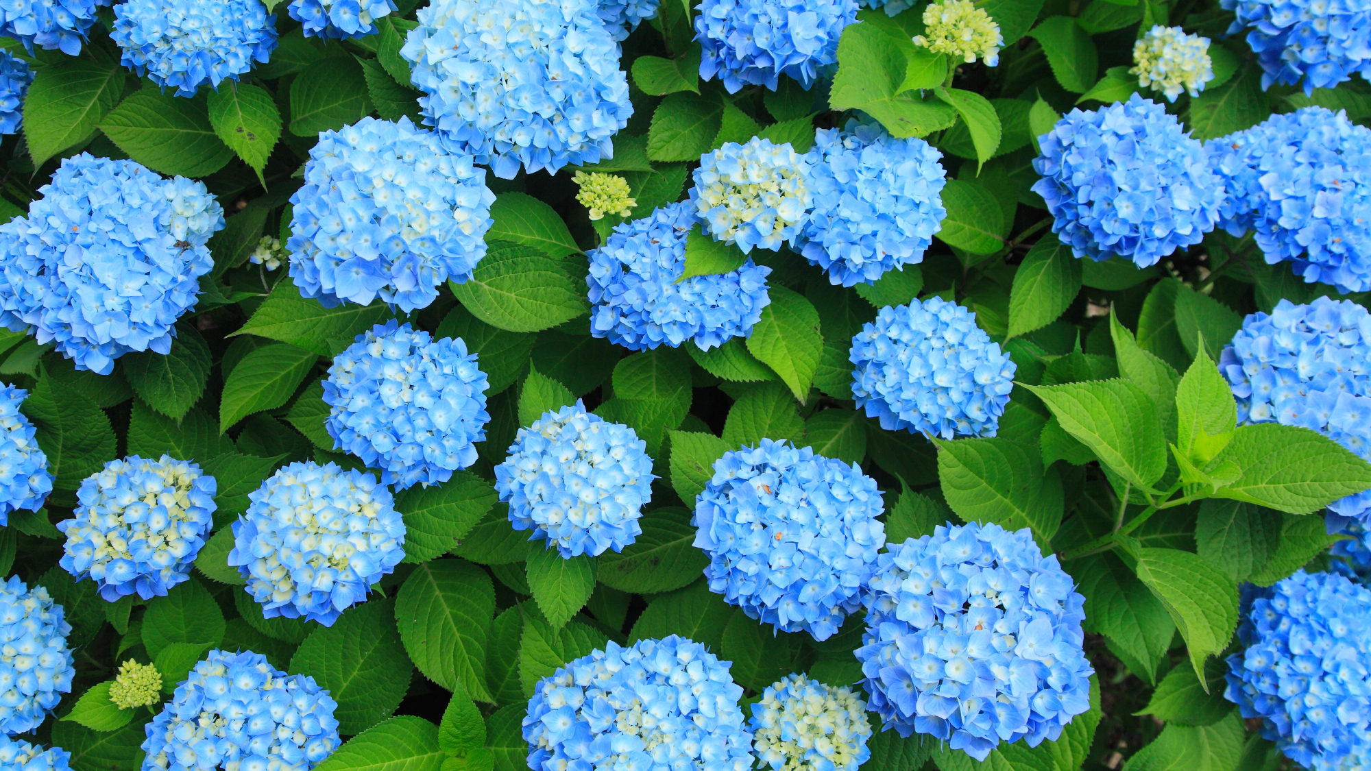 blue hydrangea shrub from above