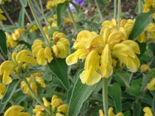 Phlomis Fruticosa