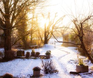 Sun shining on a winter garden in the snow