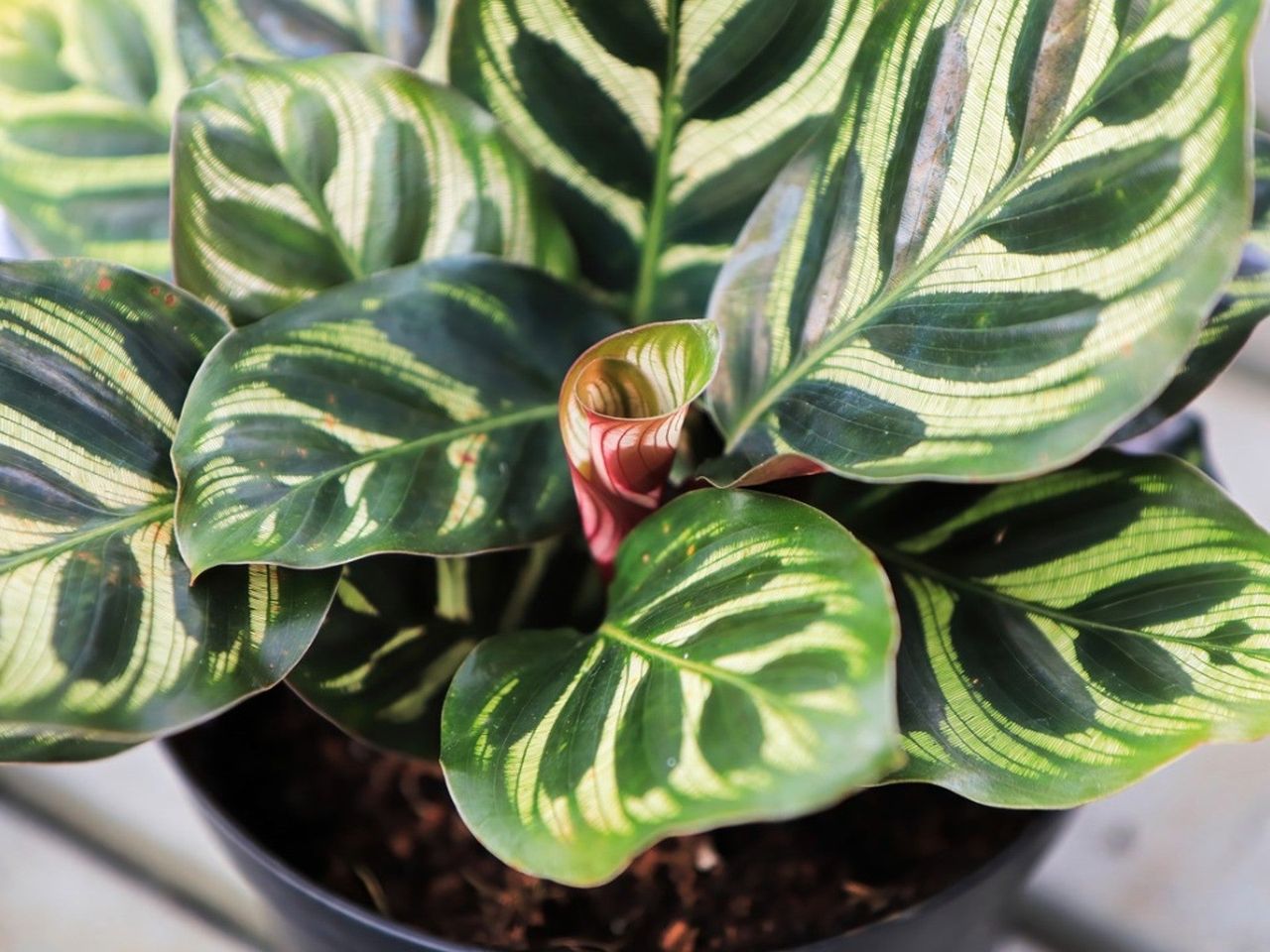 Calathea houseplant